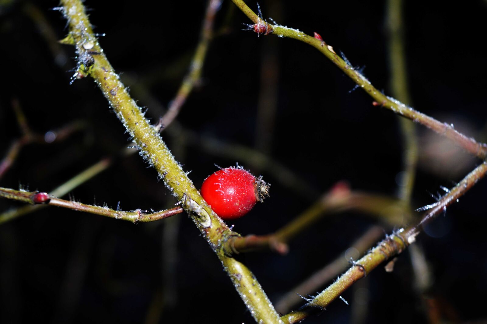 Nikon D3200 sample photo. Hip, frost, macro photography
