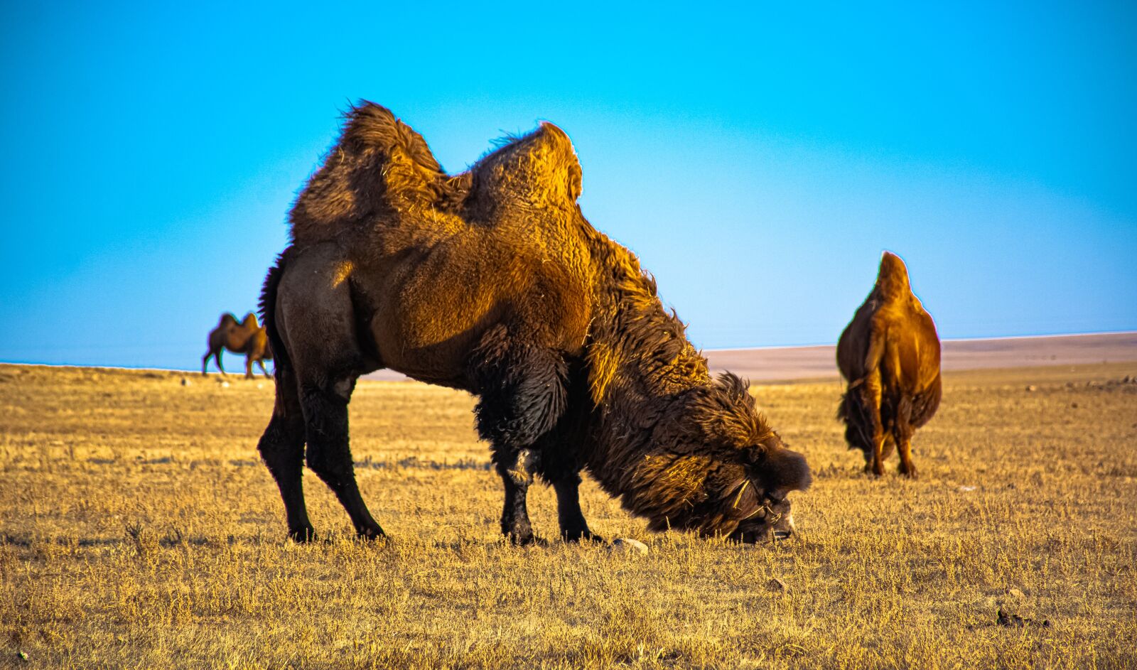 Nikon D7100 sample photo. Gobi, camel, nature photography