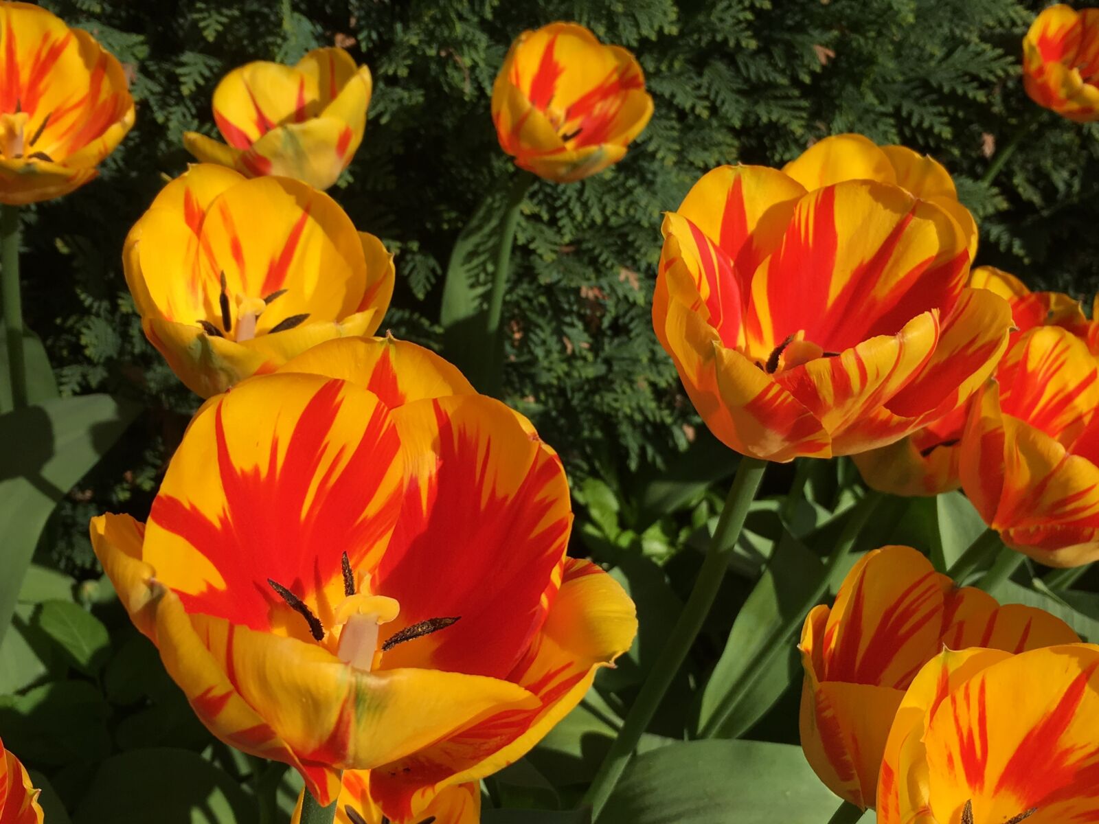 Apple iPhone 6s sample photo. Tulips, flowers, spring photography