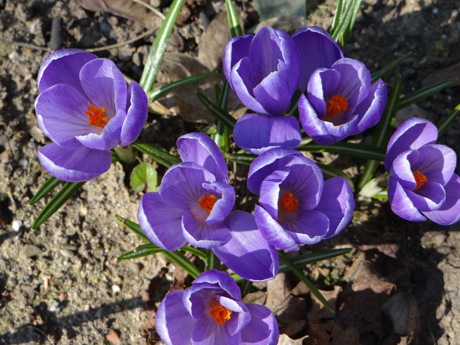 Sony DSC-HX200V sample photo. Crocus, spring, nature photography