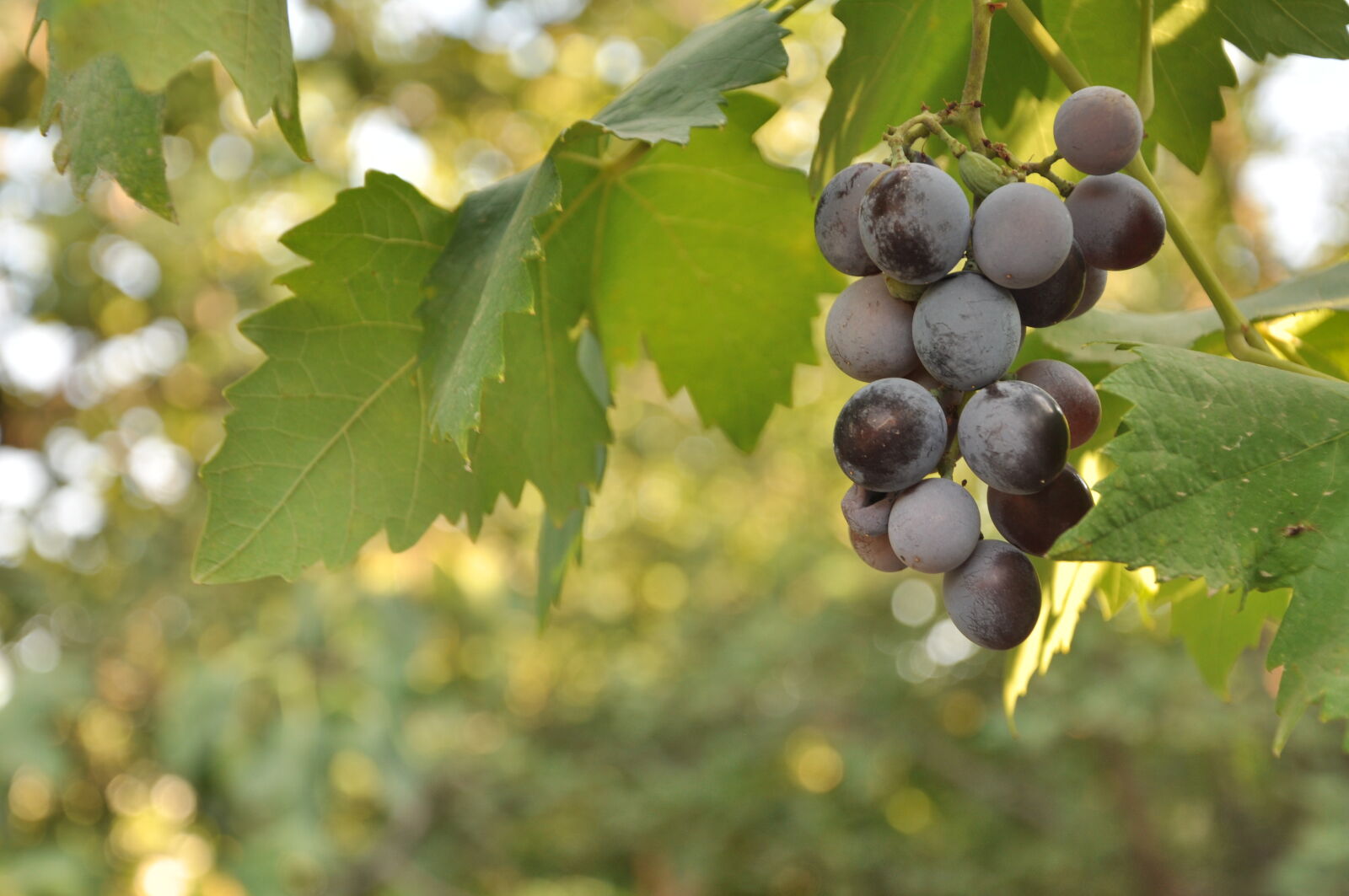 Nikon D90 sample photo