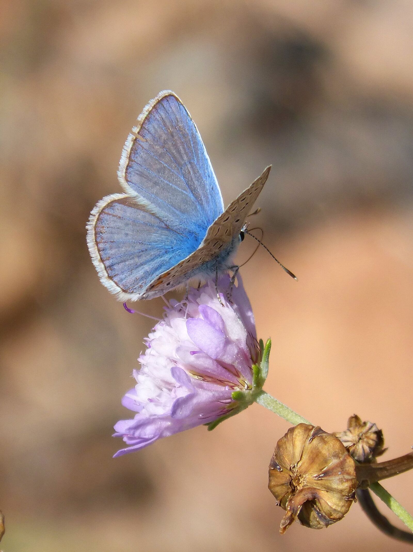 Panasonic DMC-FZ62 sample photo. Butterfly, polyommatus icarus, blue photography