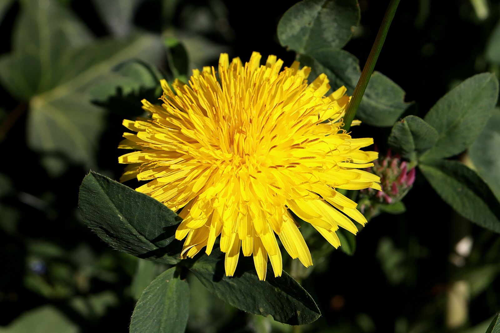 Canon EOS R sample photo. Dandelion, blossom, bloom photography