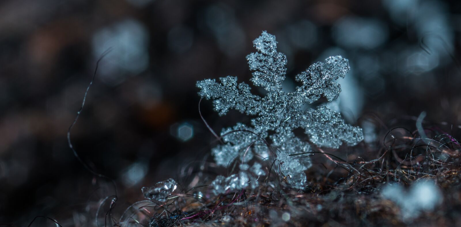 #124 65/2.8 sample photo. Macro, snowflake, snow photography