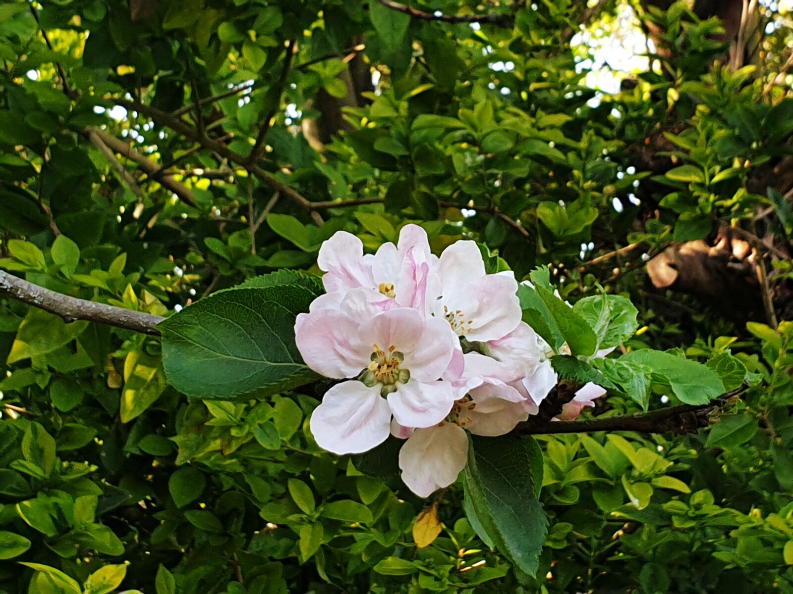 Samsung Galaxy S9 sample photo. Tree, flower, summer photography