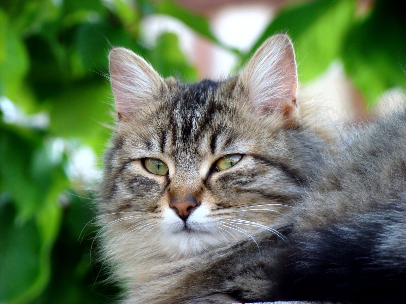 Sony DSC-H9 sample photo. Cute, animal, cat photography