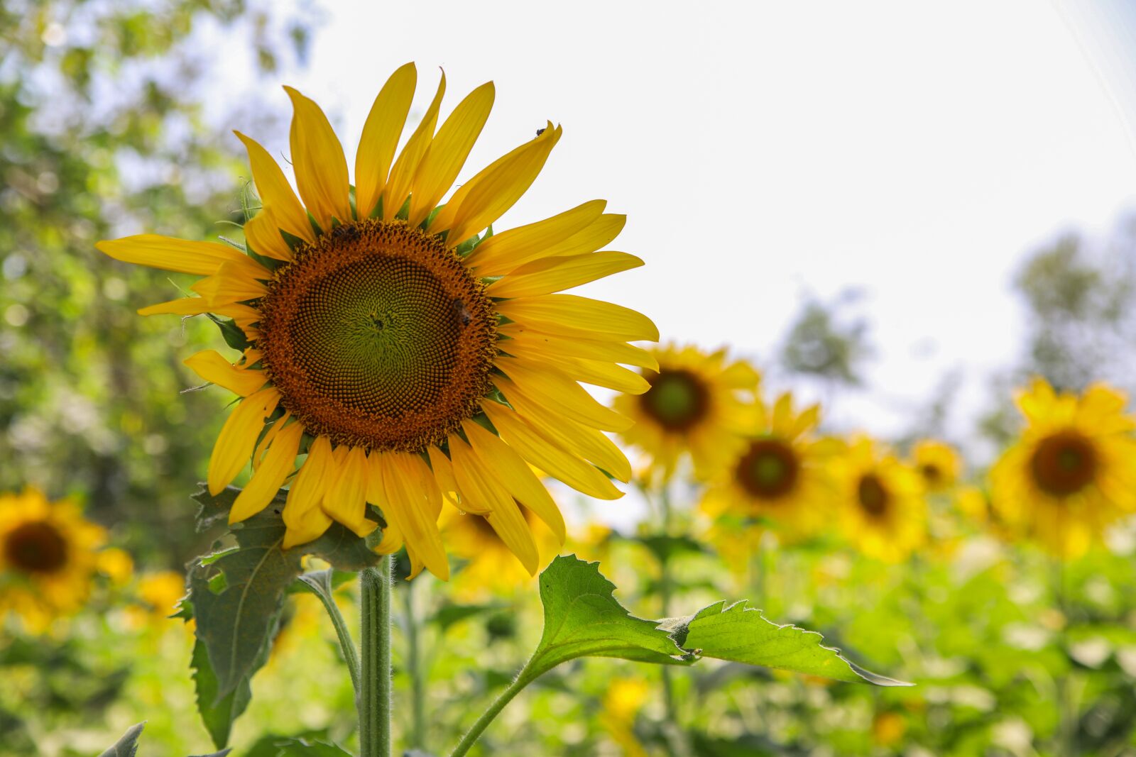 Canon EOS 6D Mark II sample photo. Sunflower, flower, green photography
