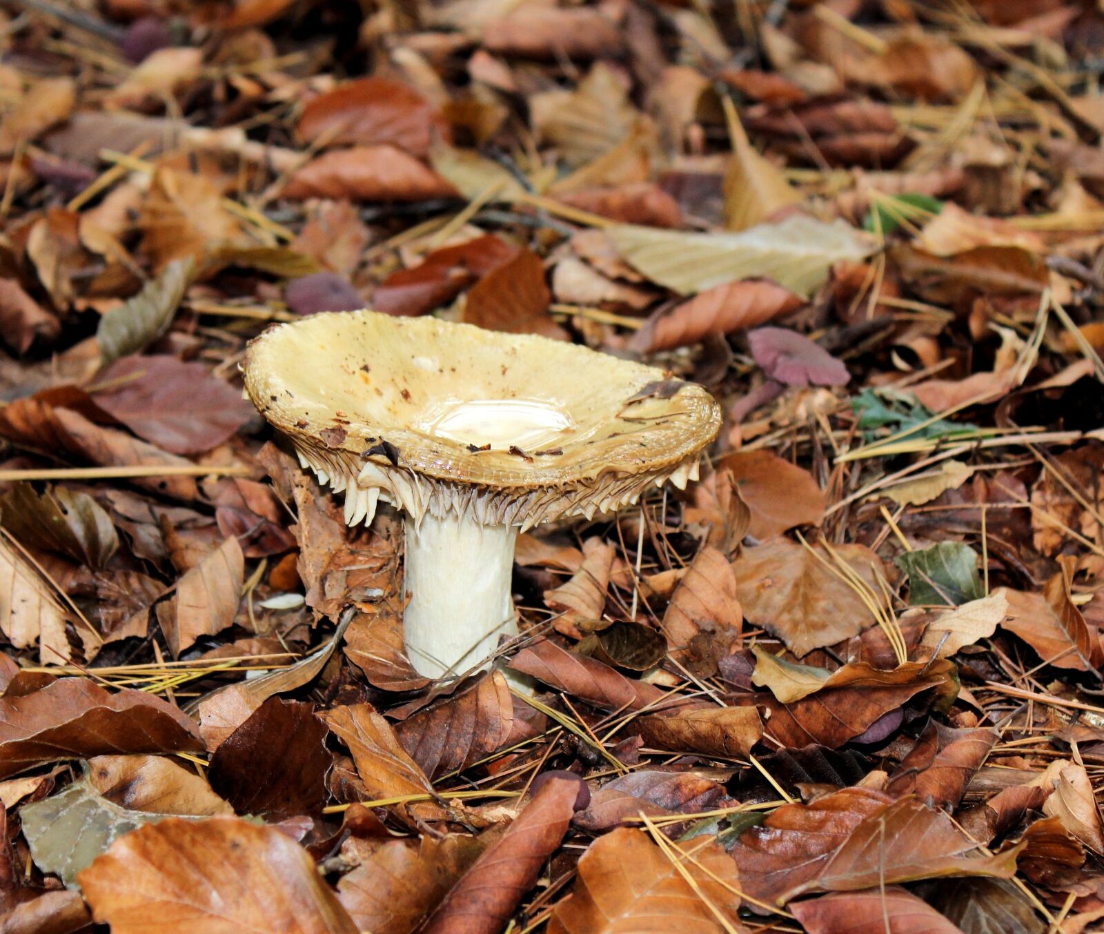 Canon EOS 600D (Rebel EOS T3i / EOS Kiss X5) sample photo. Mushroom, autumn, agaric photography
