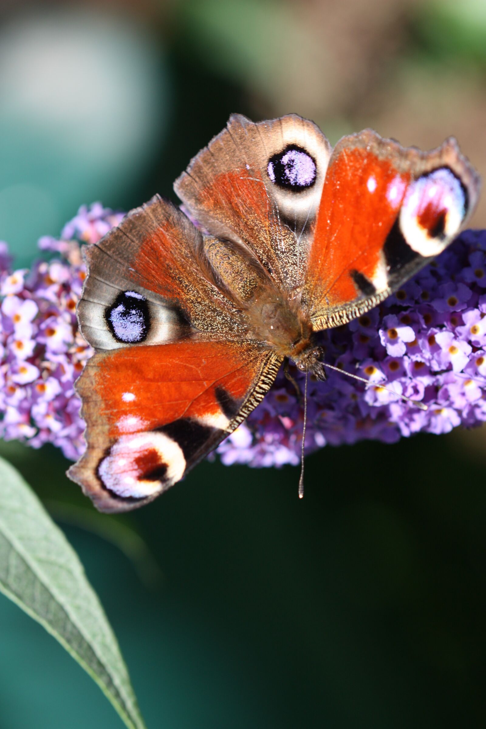 Canon EOS 450D (EOS Rebel XSi / EOS Kiss X2) sample photo. Butterfly, nature, insect photography