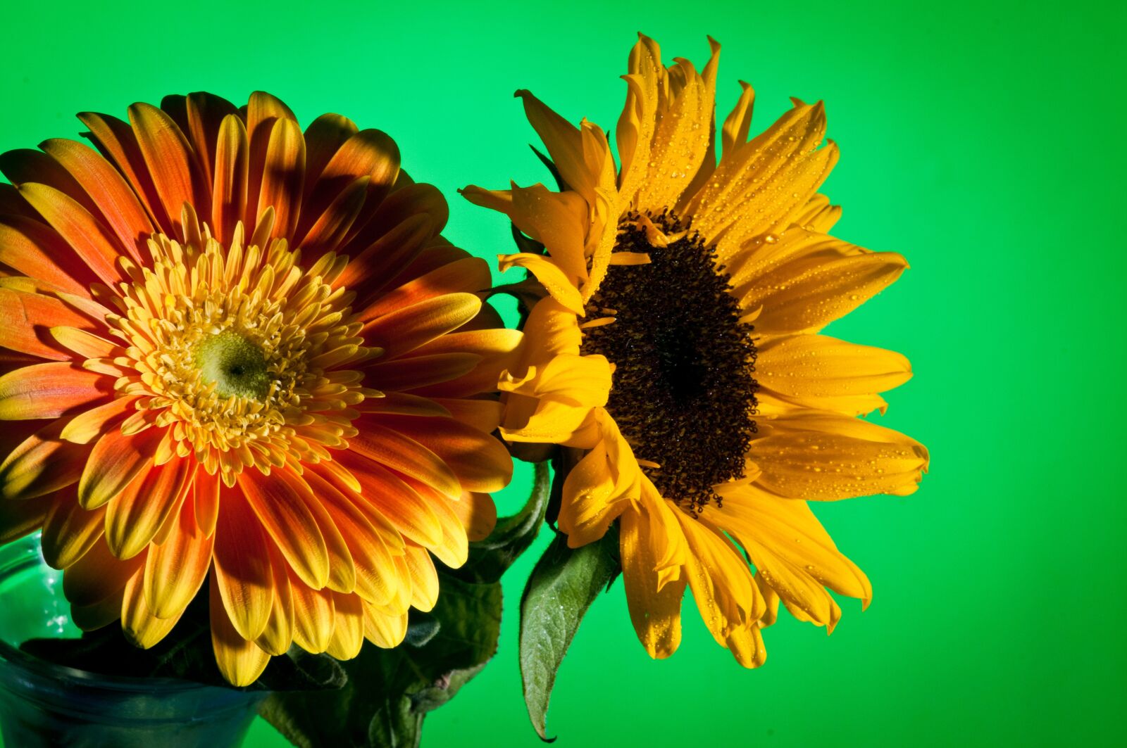 Nikon D300 sample photo. Flower, macro, close up photography