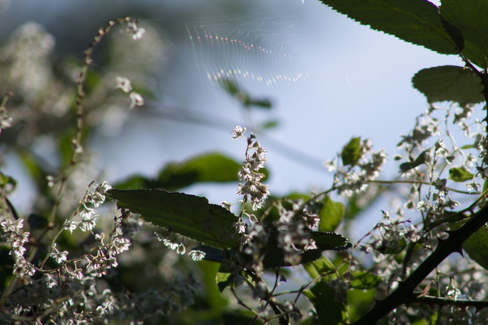 Canon EF 75-300mm f/4-5.6 sample photo. Plant, sky, small photography