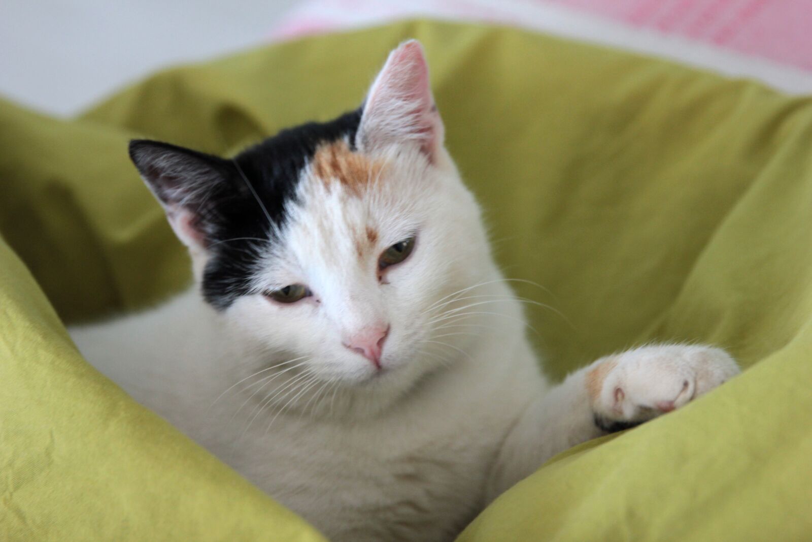 Canon EOS 550D (EOS Rebel T2i / EOS Kiss X4) sample photo. Cat, animal, portrait photography