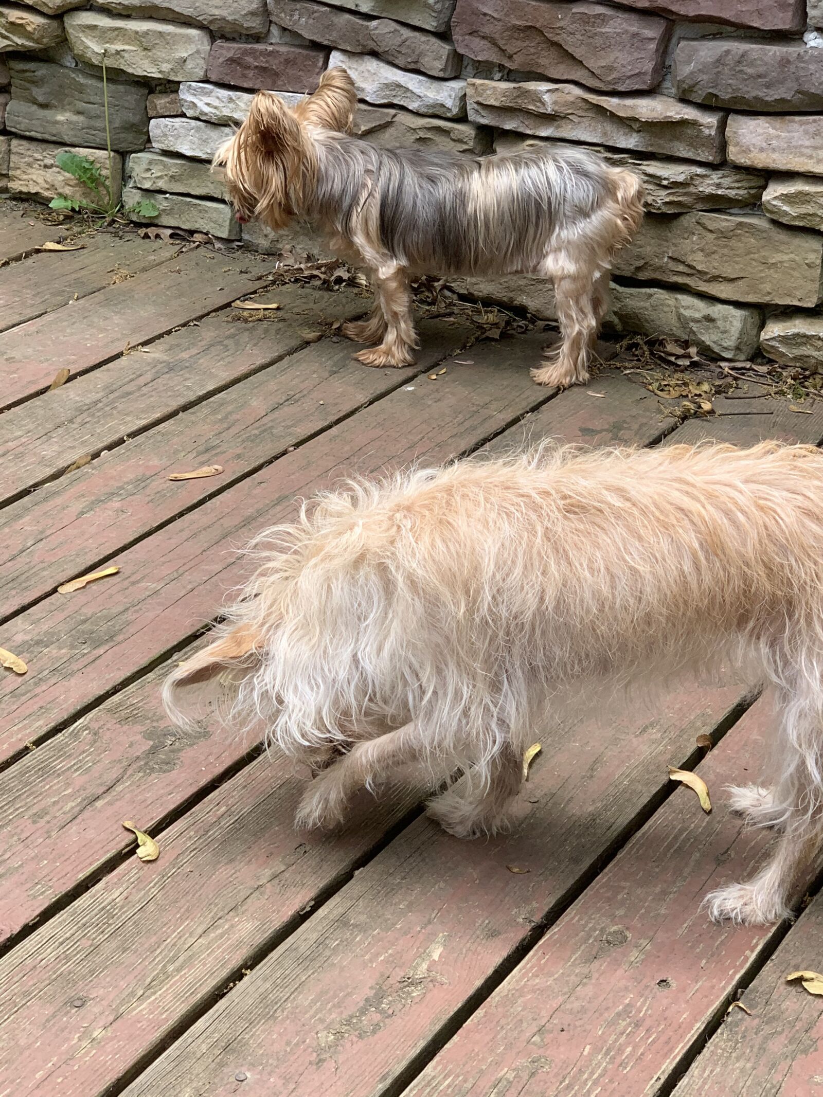 Apple iPhone XS sample photo. Small dogs, taking a photography