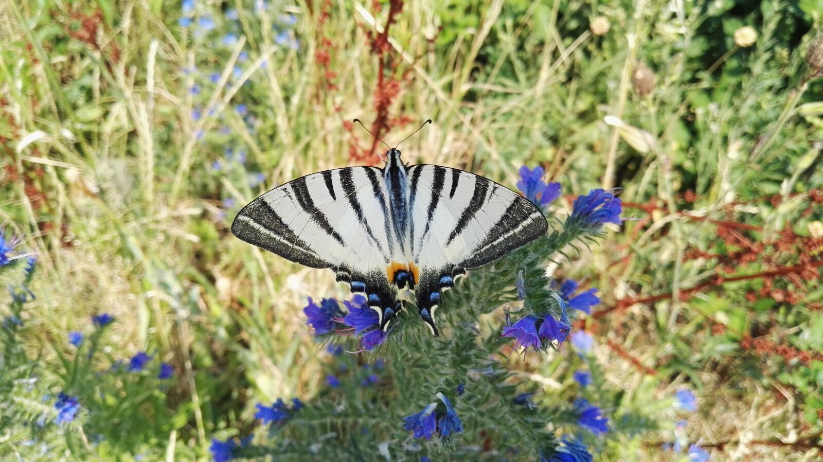 HUAWEI P8 sample photo. Butterfly, nature, insects photography