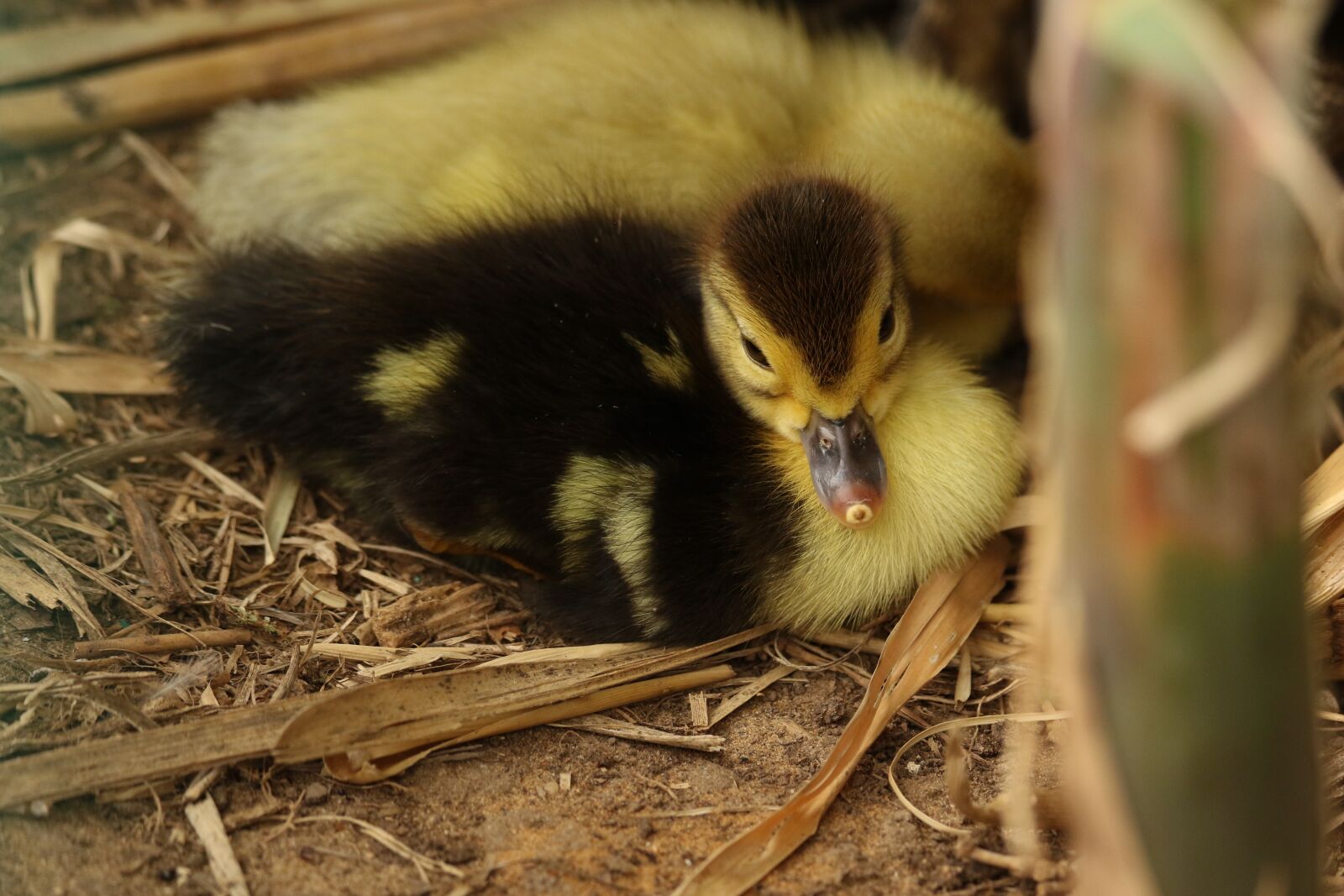 Canon EOS 7D Mark II sample photo. Goose, gosling, young photography