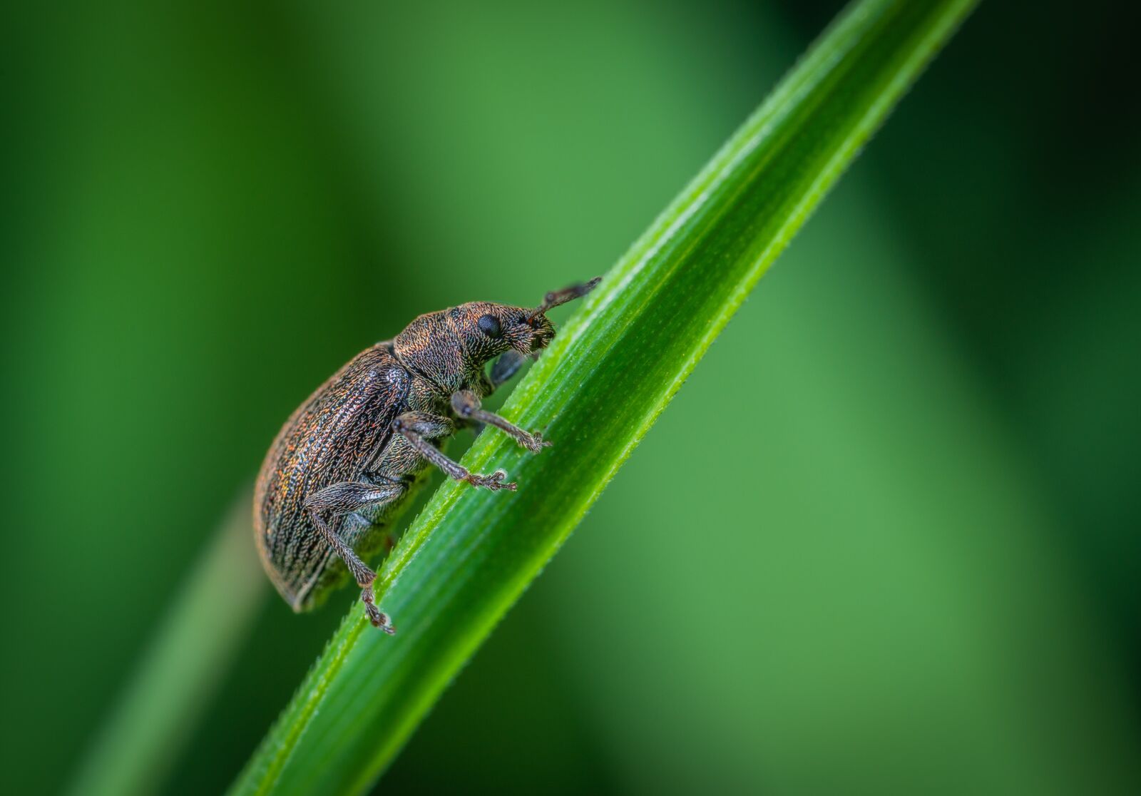 #124 65/2.8 sample photo. Beetle, macro, insect photography