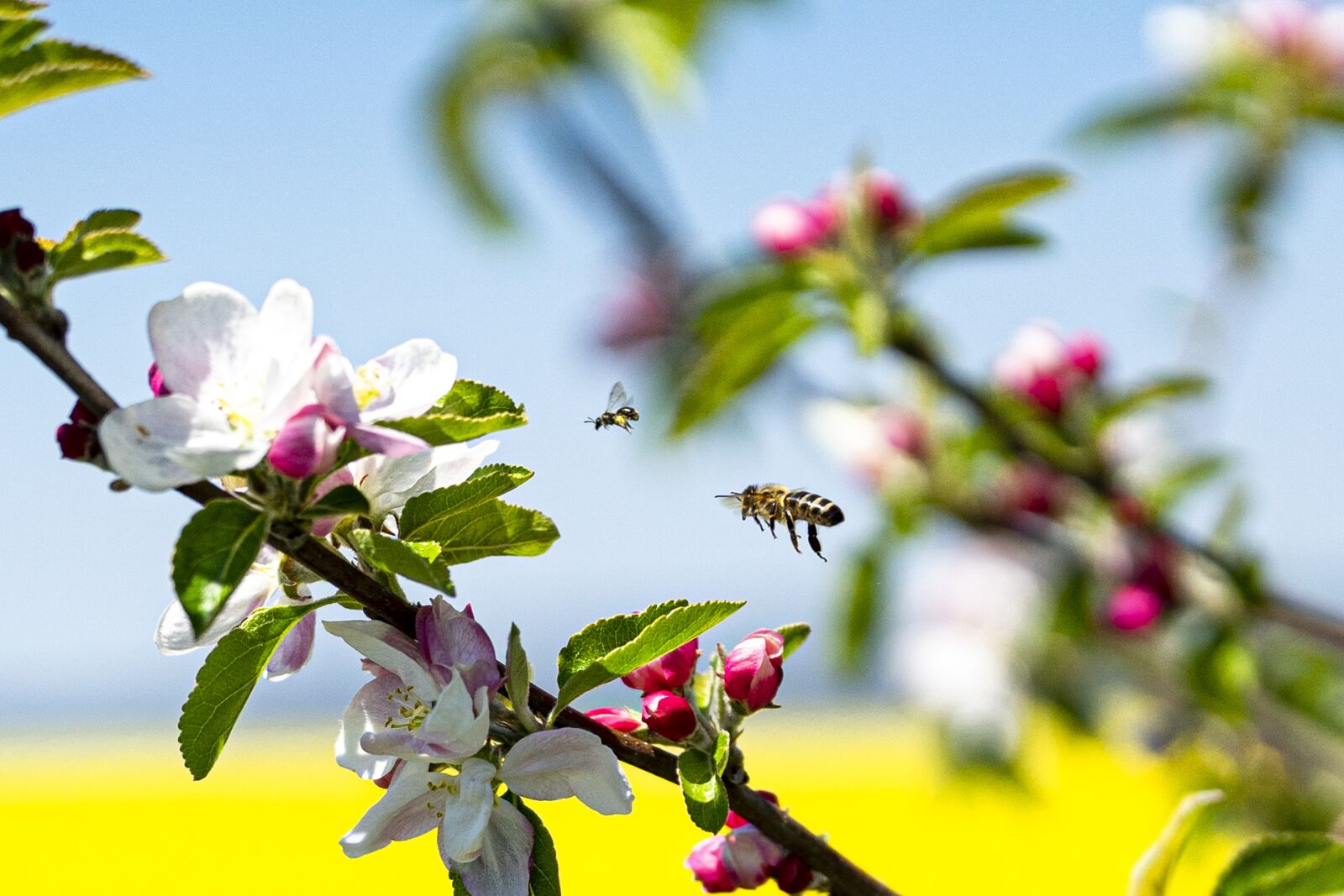 Sony a7 II sample photo. Spring, bee, bloom photography