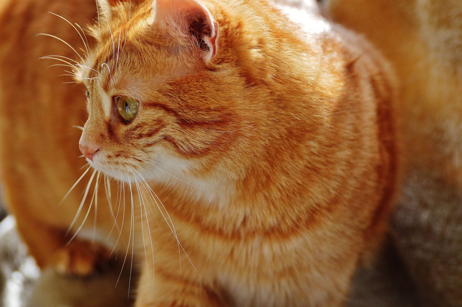 Nikon D3200 sample photo. Cat, red, cute photography