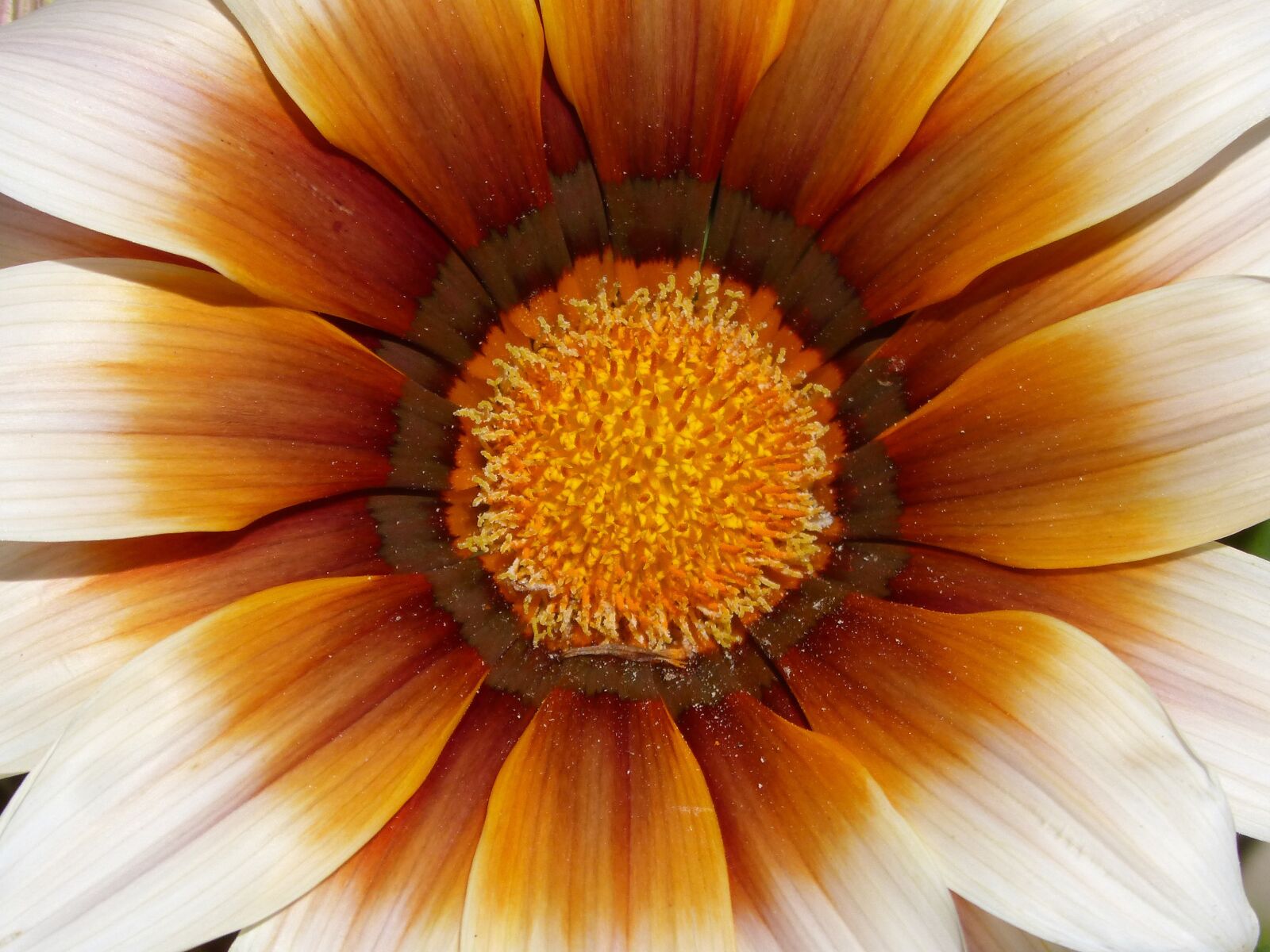 Panasonic DMC-FZ62 sample photo. Flower, detail, pollen photography