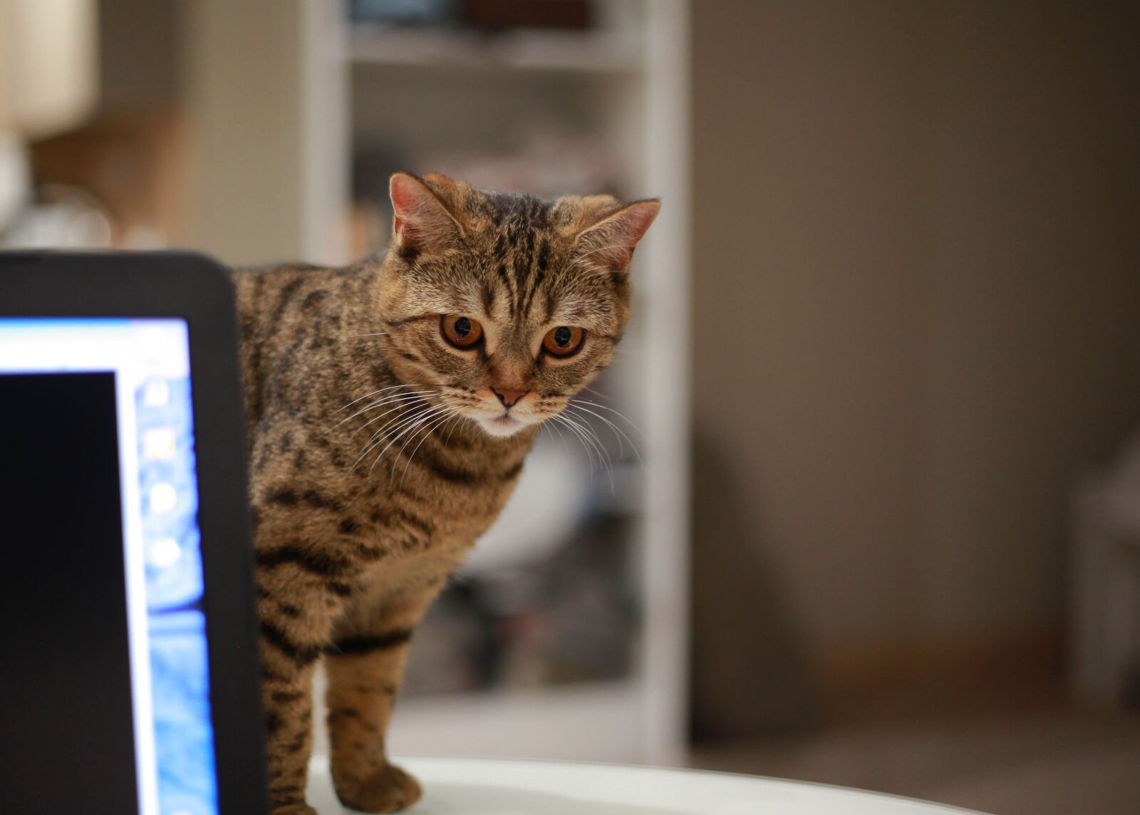 Canon EOS 5D Mark II + Canon EF 50mm F1.8 STM sample photo. Cat, table, kitten photography