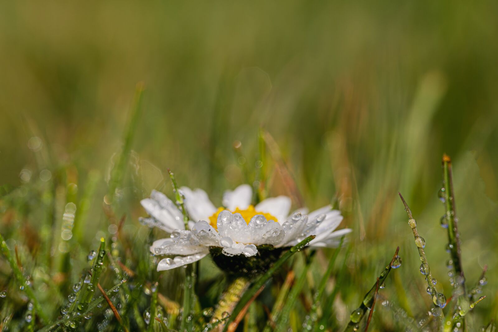 Canon EOS R sample photo. Daisy, grass, drip photography