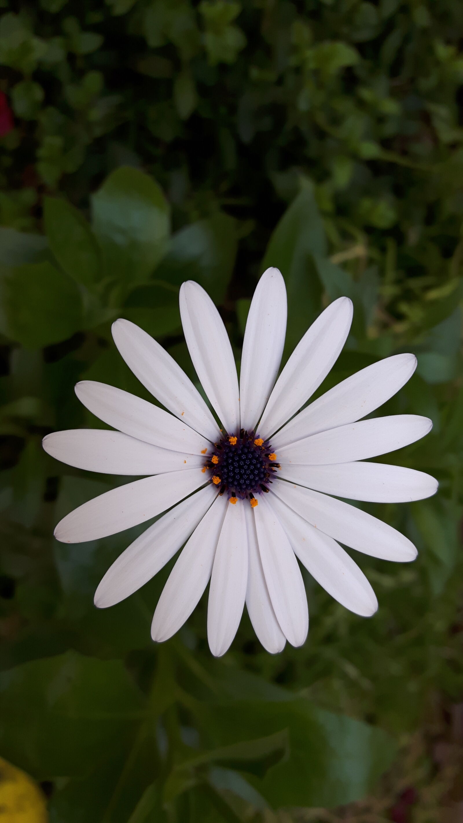 Samsung Galaxy S5 Neo sample photo