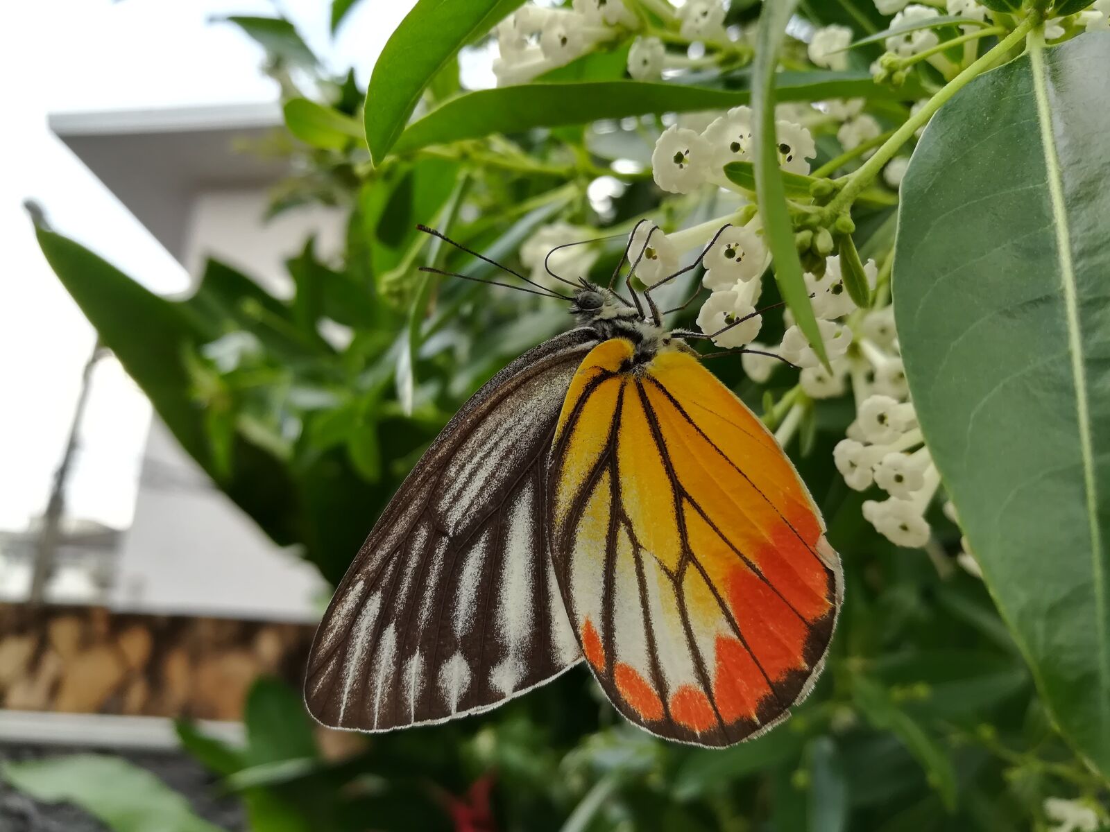 HUAWEI GR5 2017 sample photo. Butterfly, flowers photography