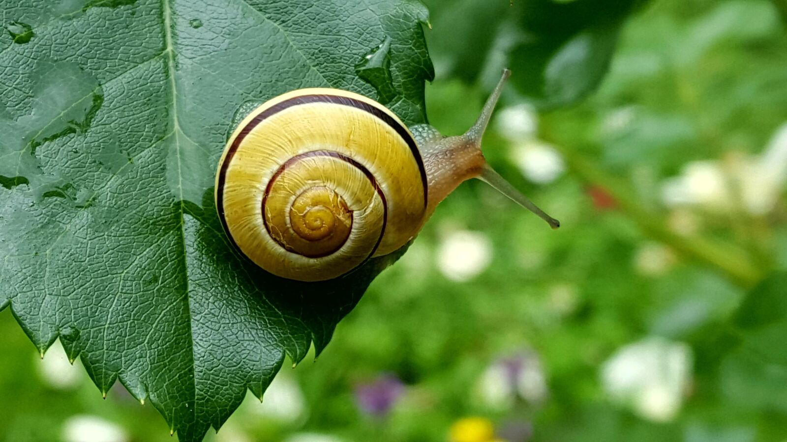 Samsung Galaxy S6 sample photo. Snail, leaf, garden photography