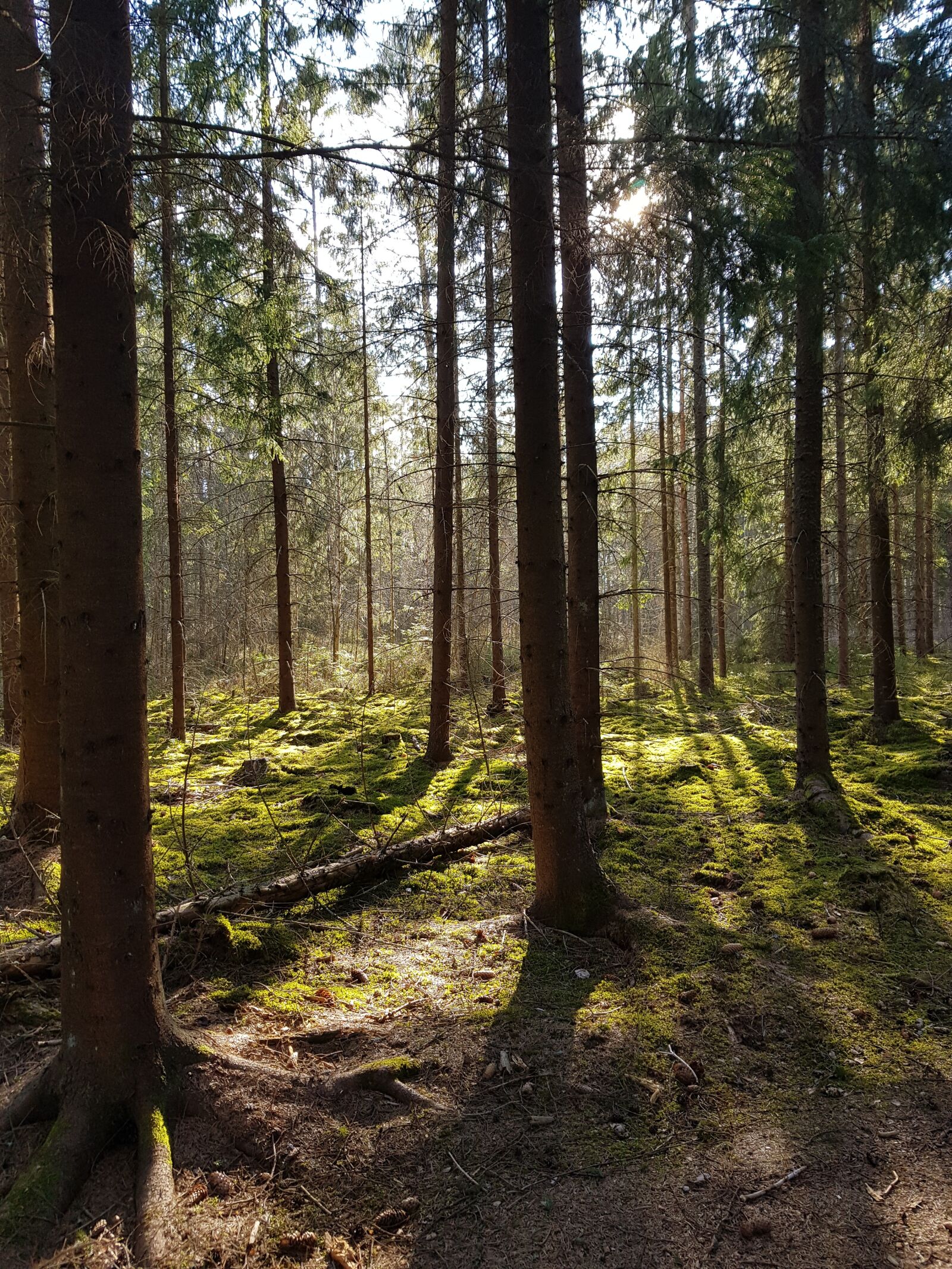Samsung Galaxy S8 sample photo. Forest, tree, nature photography