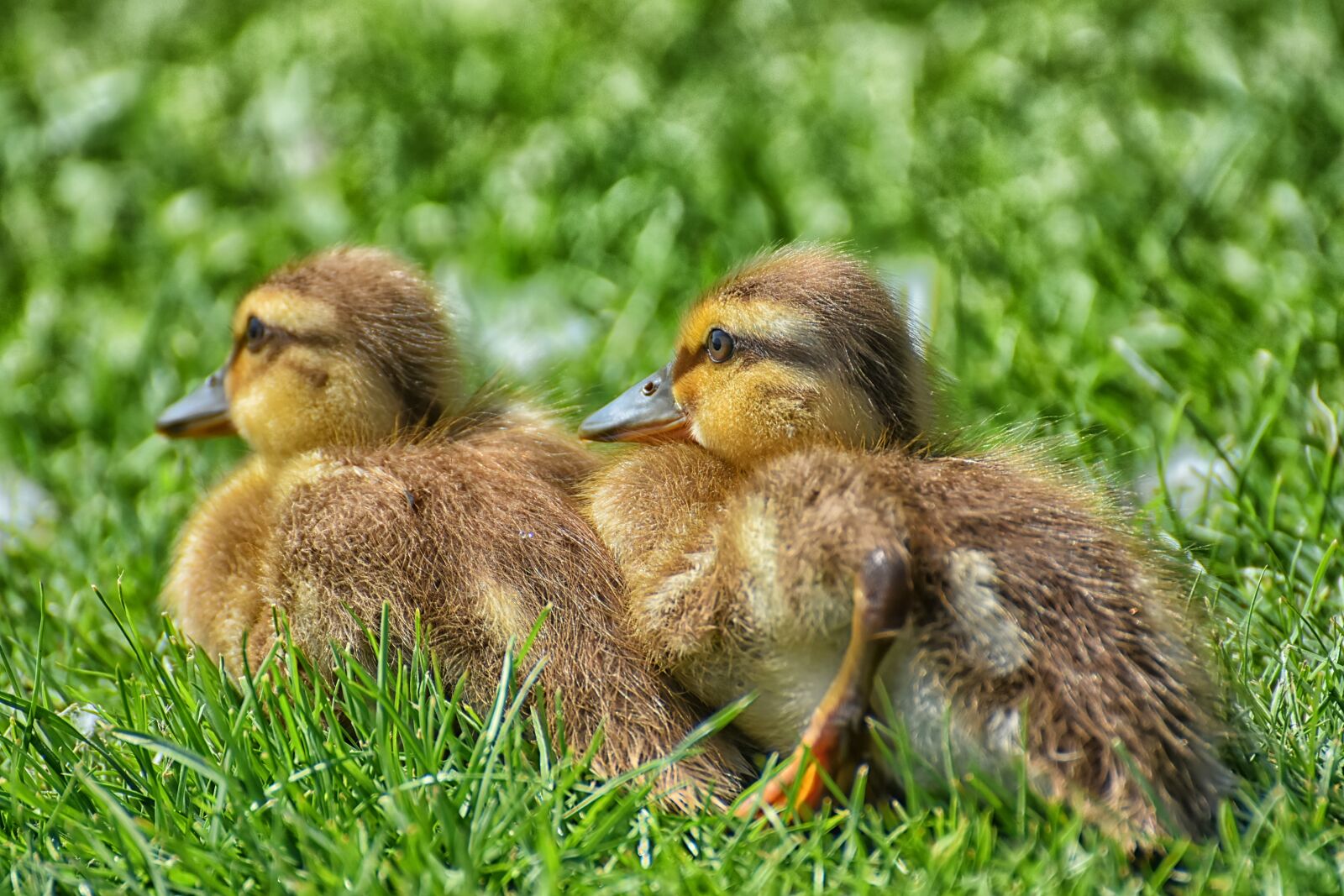 Nikon D7200 sample photo. Chicks, ducklings, mallard photography