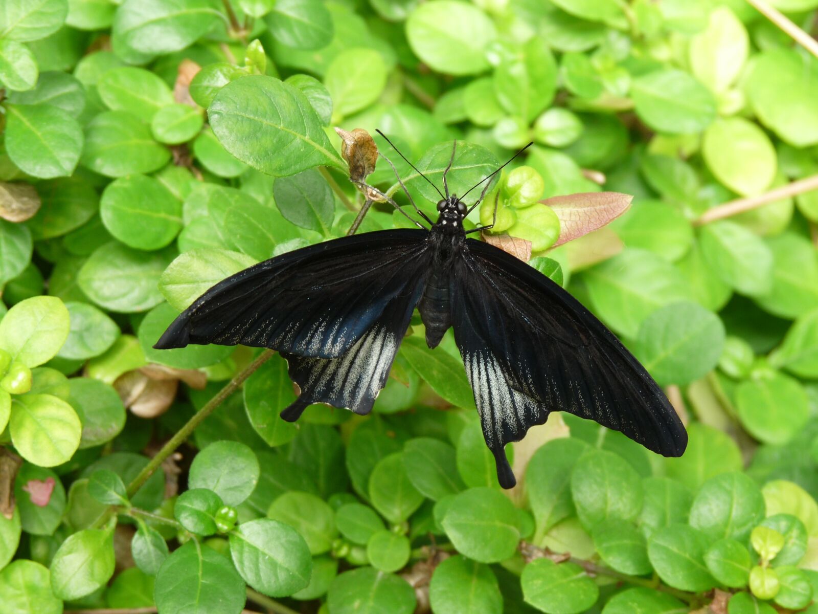 Panasonic Lumix DMC-FZ28 sample photo. Butterfly, insect, wings photography
