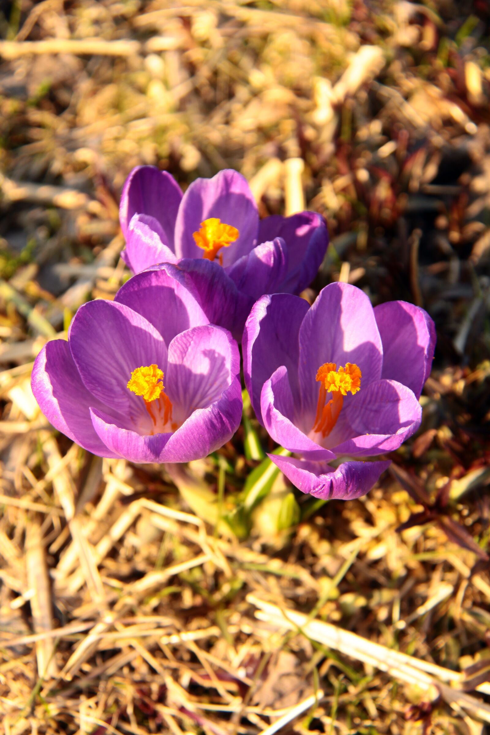 Canon EOS 50D sample photo. Nature, flower, plant photography
