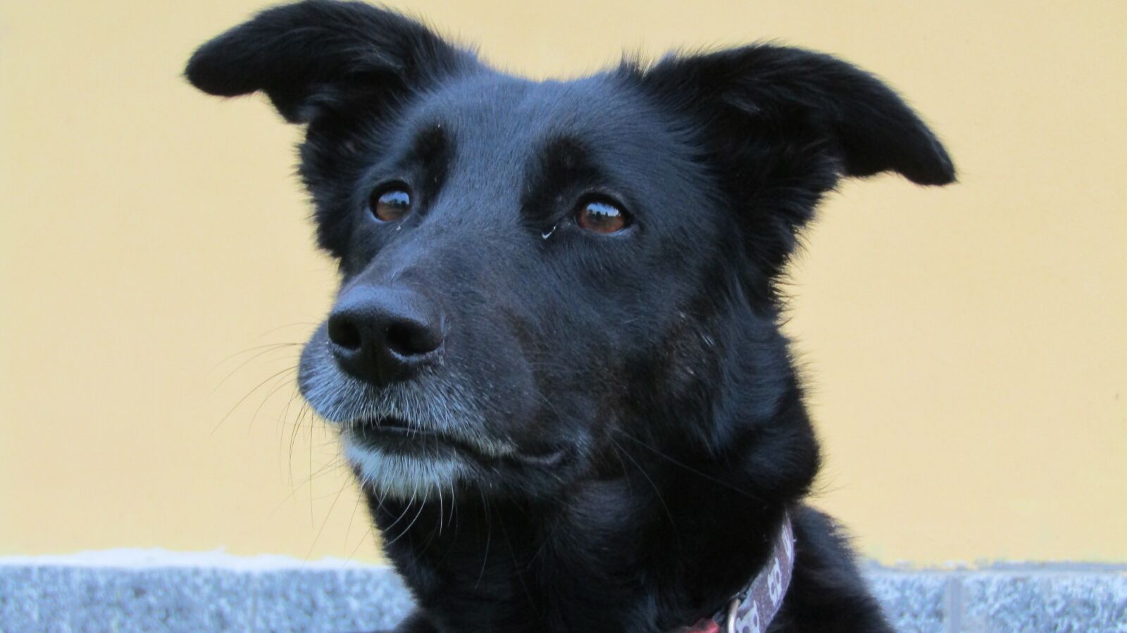 Canon POWERSHOT SX432 IS sample photo. Dog, blackdog, happy photography