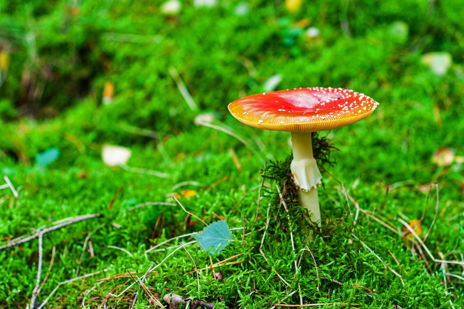 Nikon D300S sample photo. Mushroom, autumn, forest photography