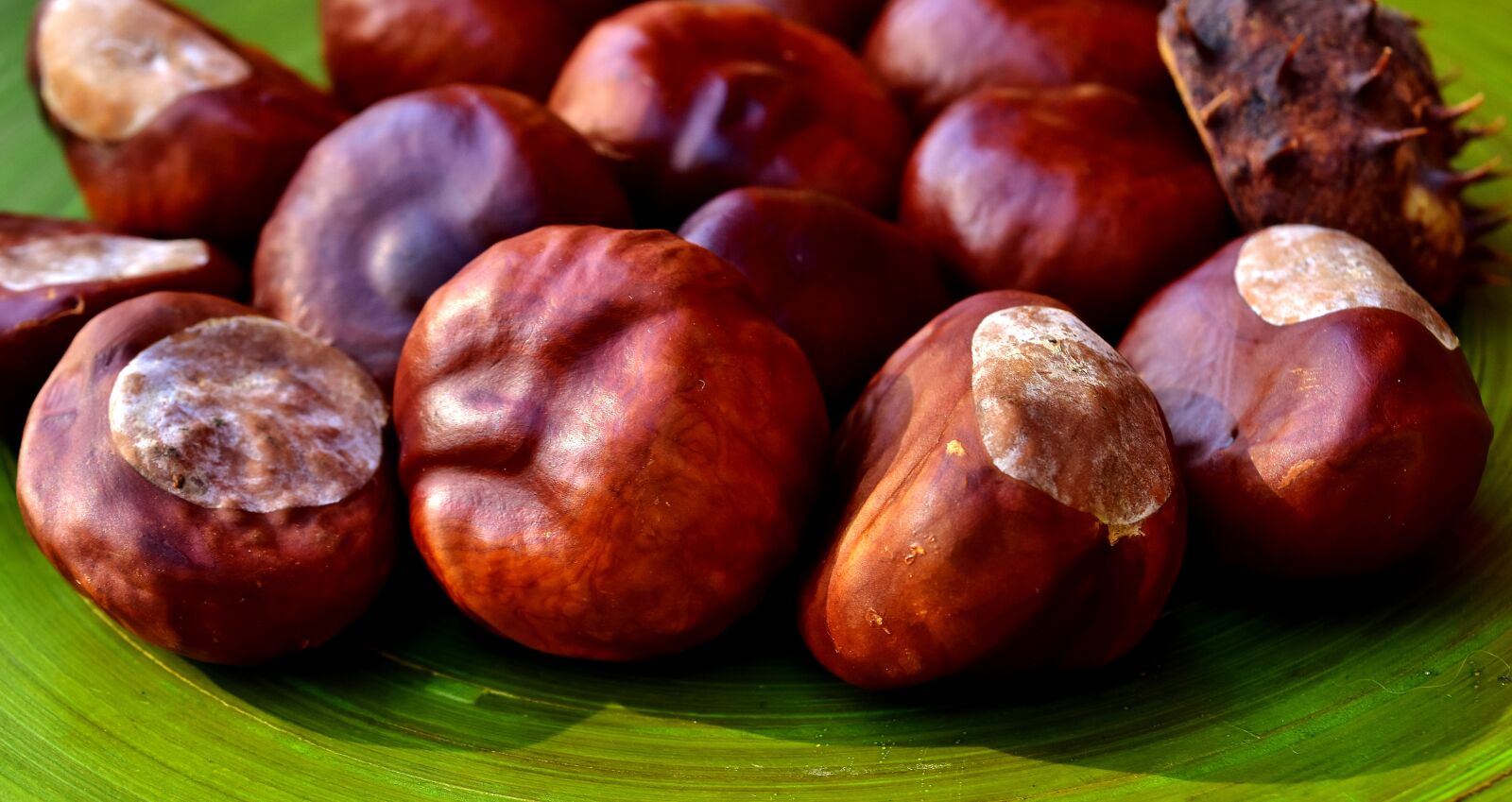 Nikon D7200 sample photo. Chestnut, nature, autumn photography