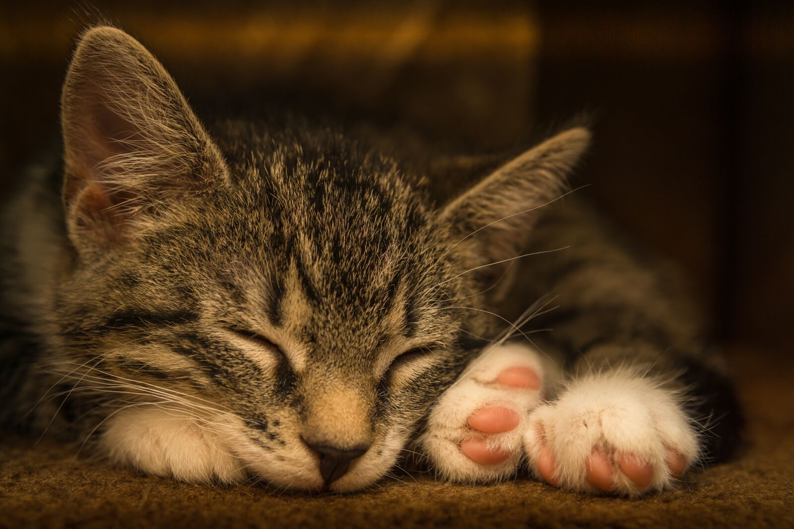 30mm F1.4 DC DN | Contemporary 016 sample photo. Cat, small, mackerel photography