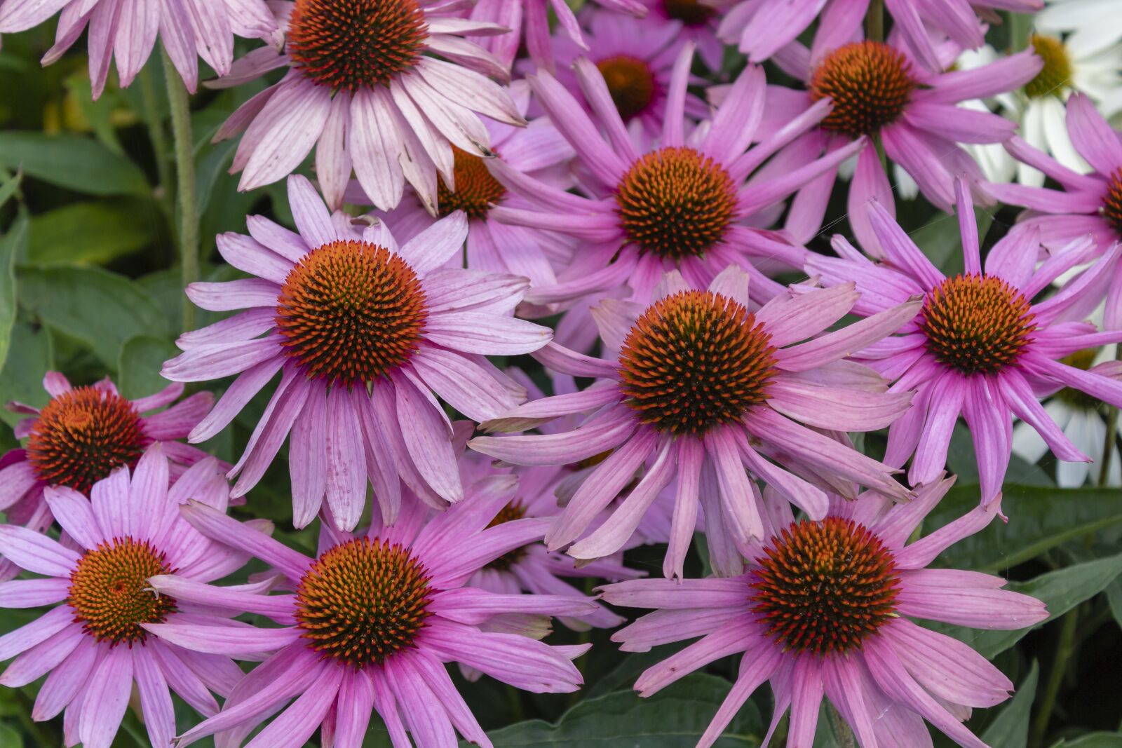 Canon EOS 1300D (EOS Rebel T6 / EOS Kiss X80) sample photo. Daisy, flower, flowers photography