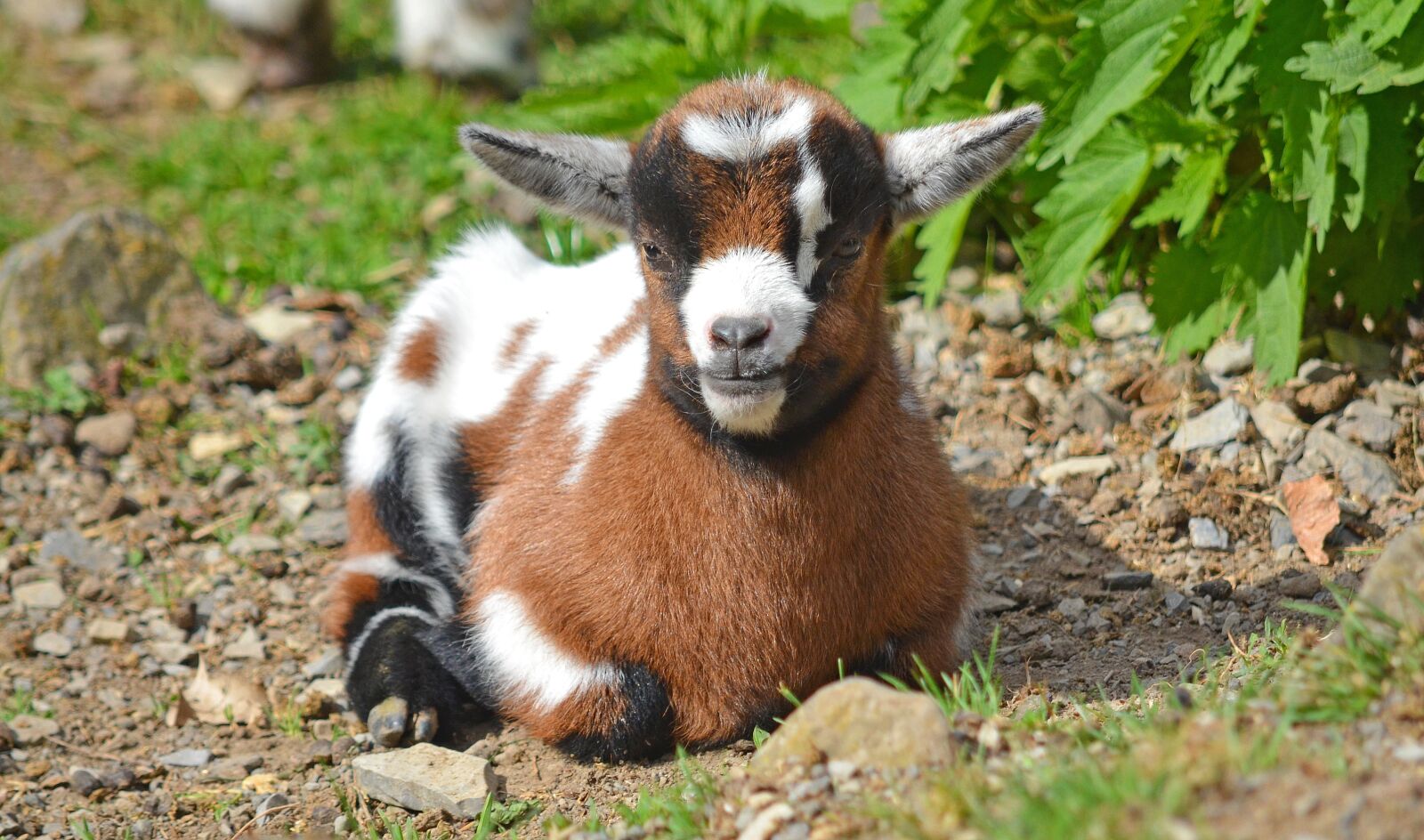 Nikon D5100 sample photo. Goat, goats young, animal photography