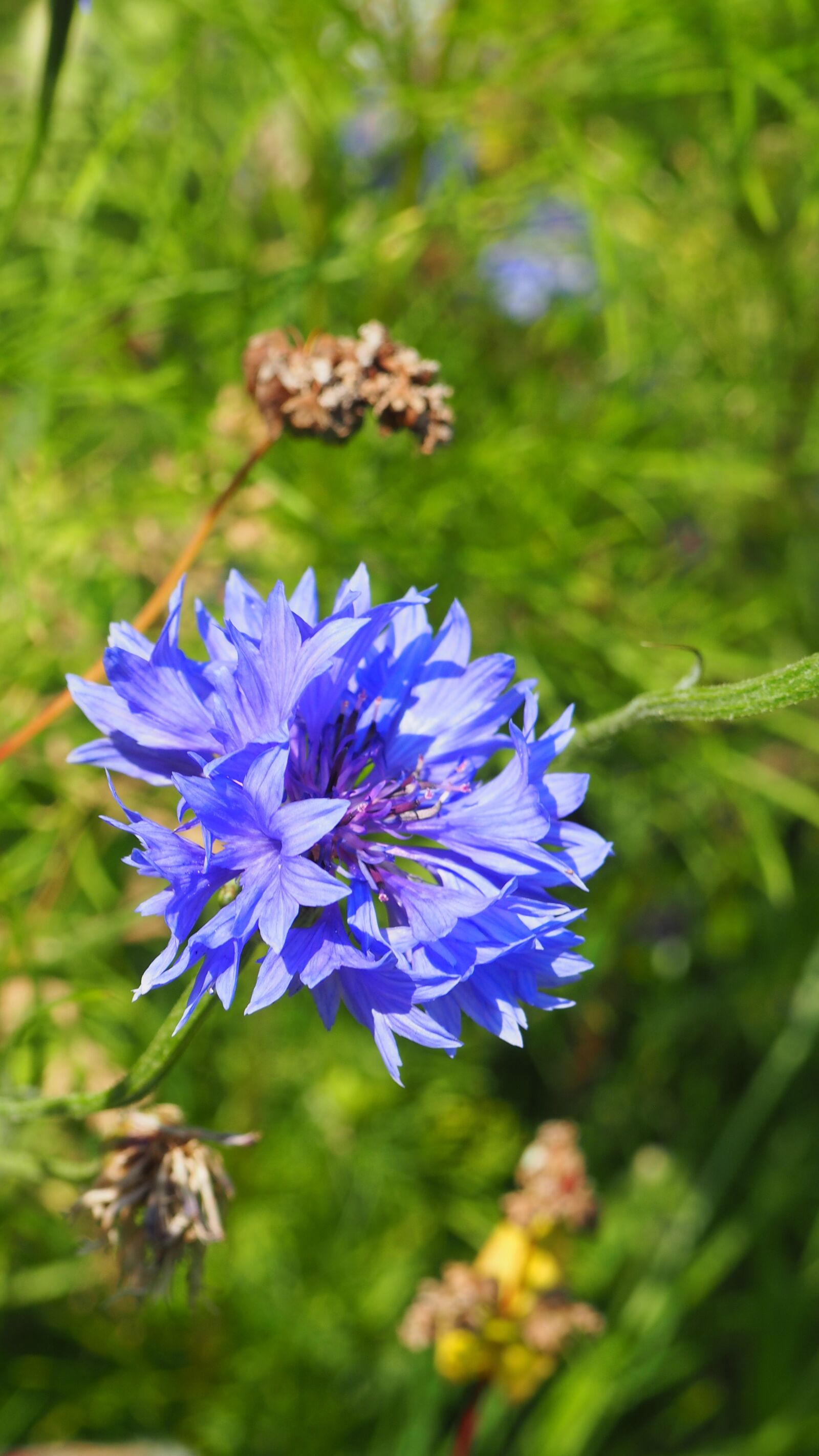 Olympus OM-D E-M10 sample photo. Wild flower, blossom, bloom photography