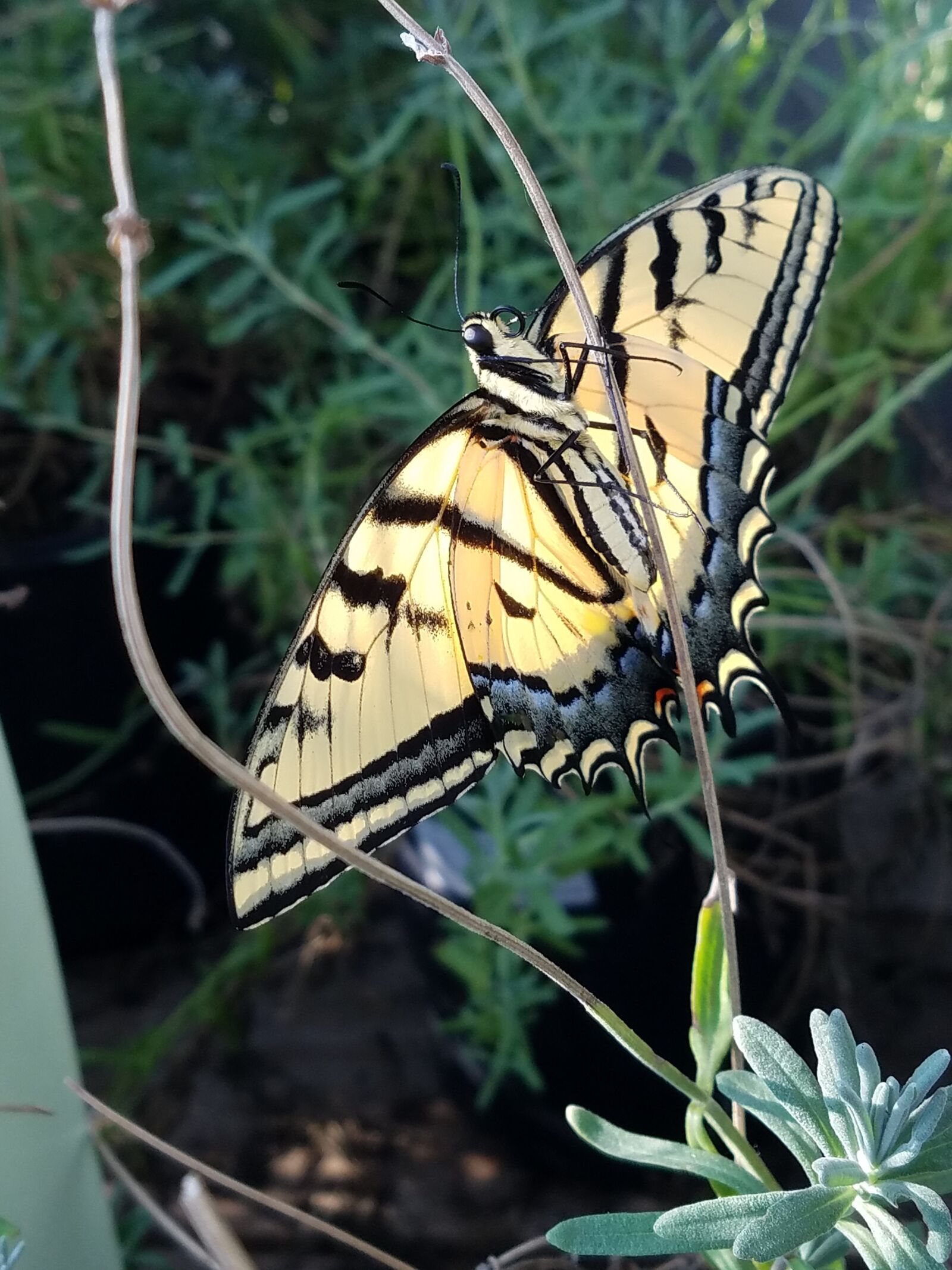 Samsung Galaxy S7 Edge sample photo. Butterfly, yellow, blue photography