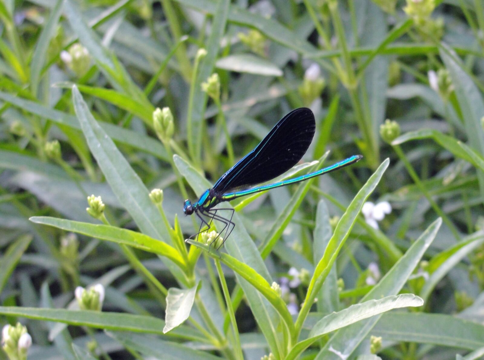 Sony Cyber-shot DSC-H20 sample photo. Dragonfly, nature, outdoor photography