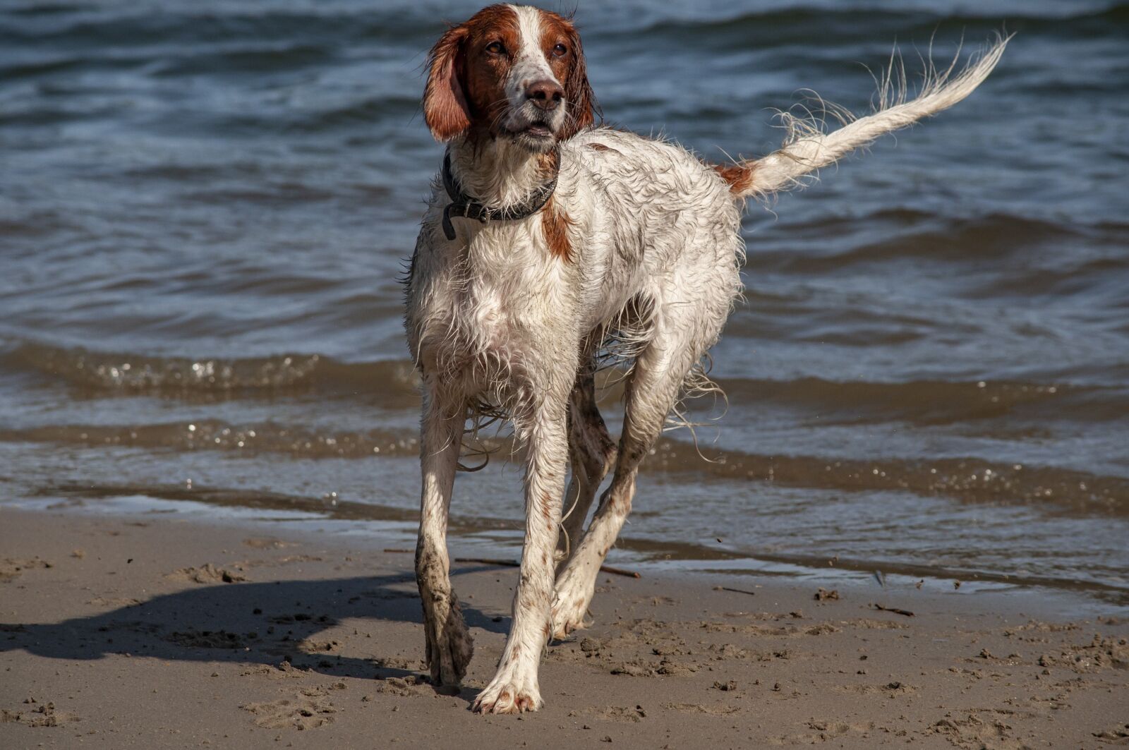 Nikon D5000 sample photo. Irish setter, dog, animal photography