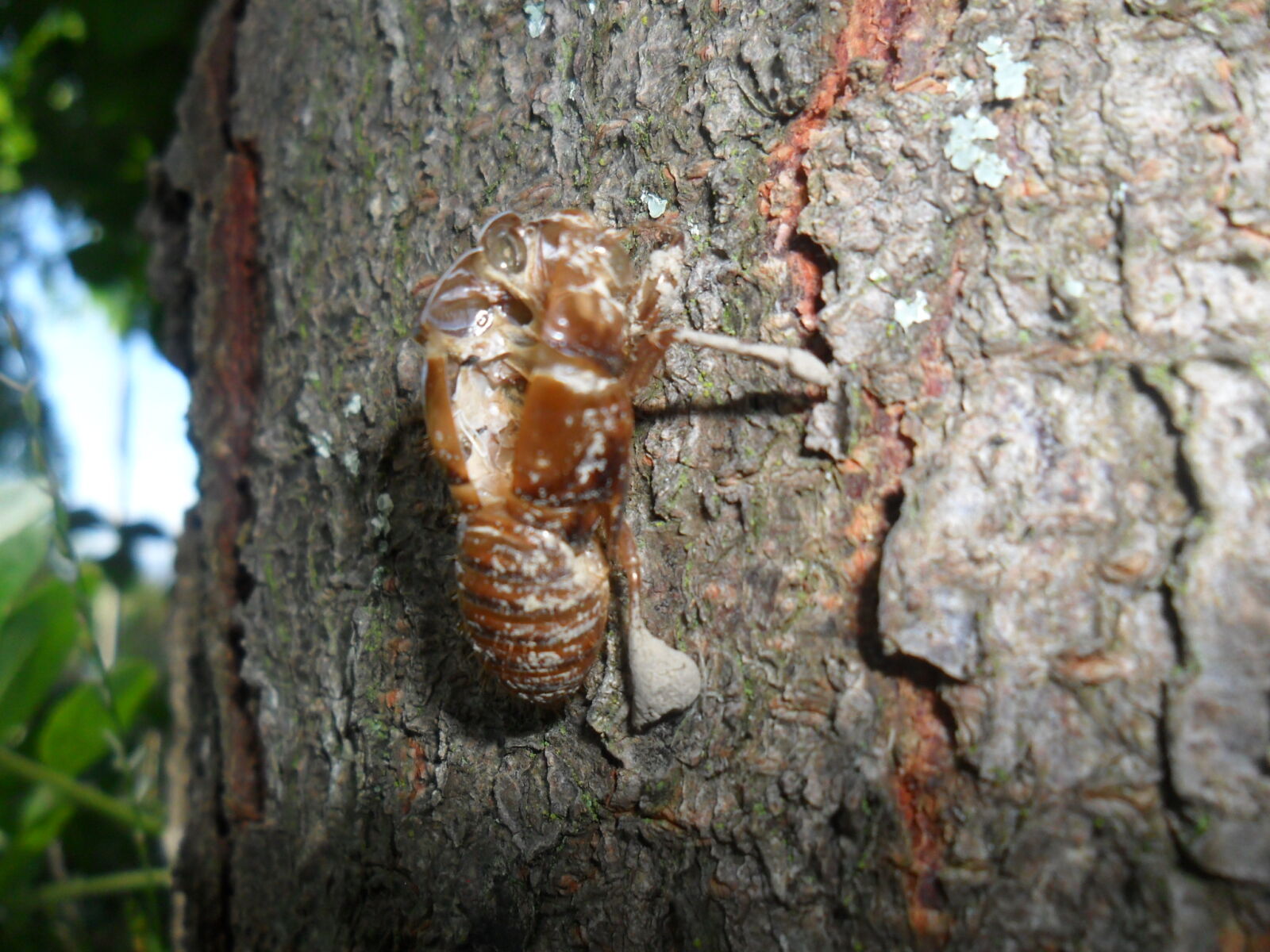 Samsung ES25, ES27 / VLUU ES25, ES27 /  SL45 sample photo. Cicater, flash, shell, tree photography