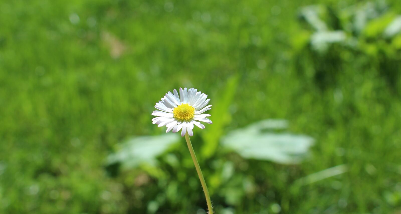 Canon EOS 100D (EOS Rebel SL1 / EOS Kiss X7) sample photo. Daisy, grass, nature photography