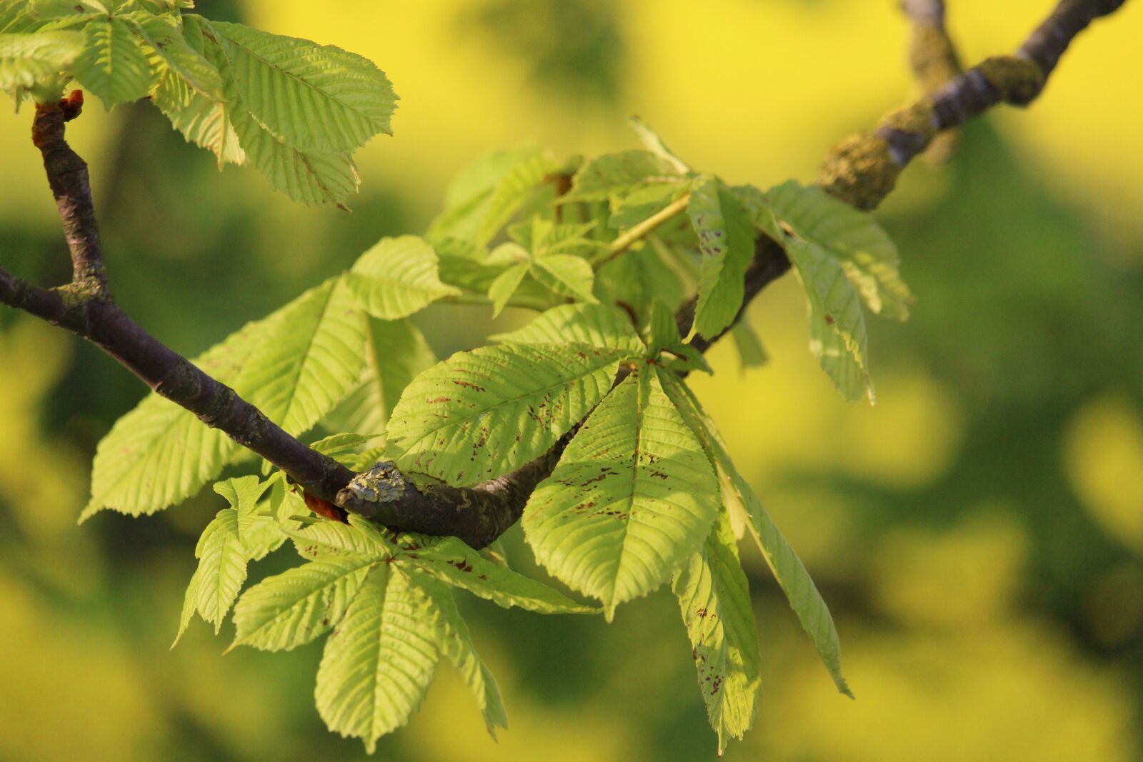 Canon EF-S 55-250mm F4-5.6 IS STM sample photo. Chestnut, chestnut tree, chestnut photography