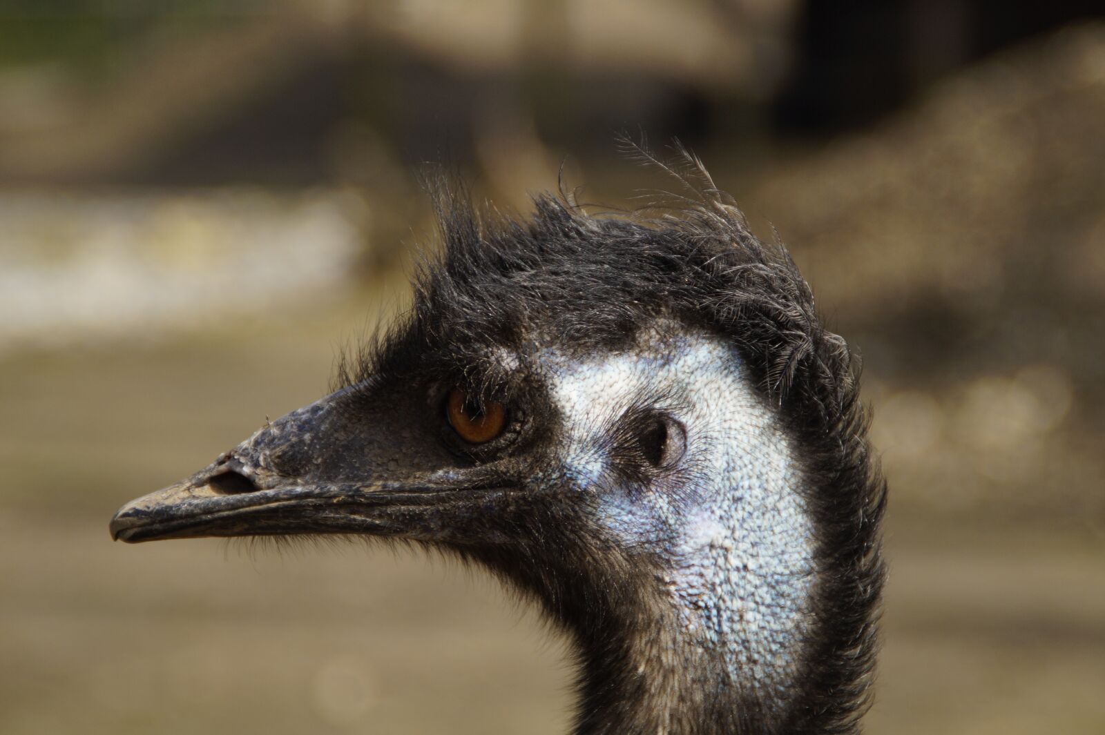 Sony SLT-A58 sample photo. Emu, head, portrait photography