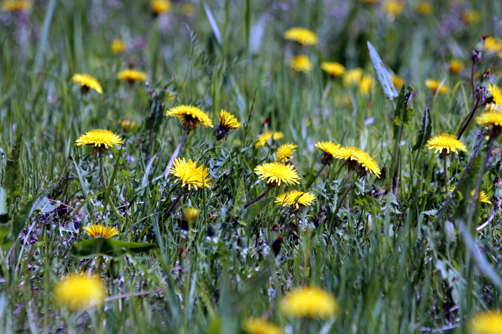 Canon EOS 650D (EOS Rebel T4i / EOS Kiss X6i) sample photo. Dandelions, field, meadow photography