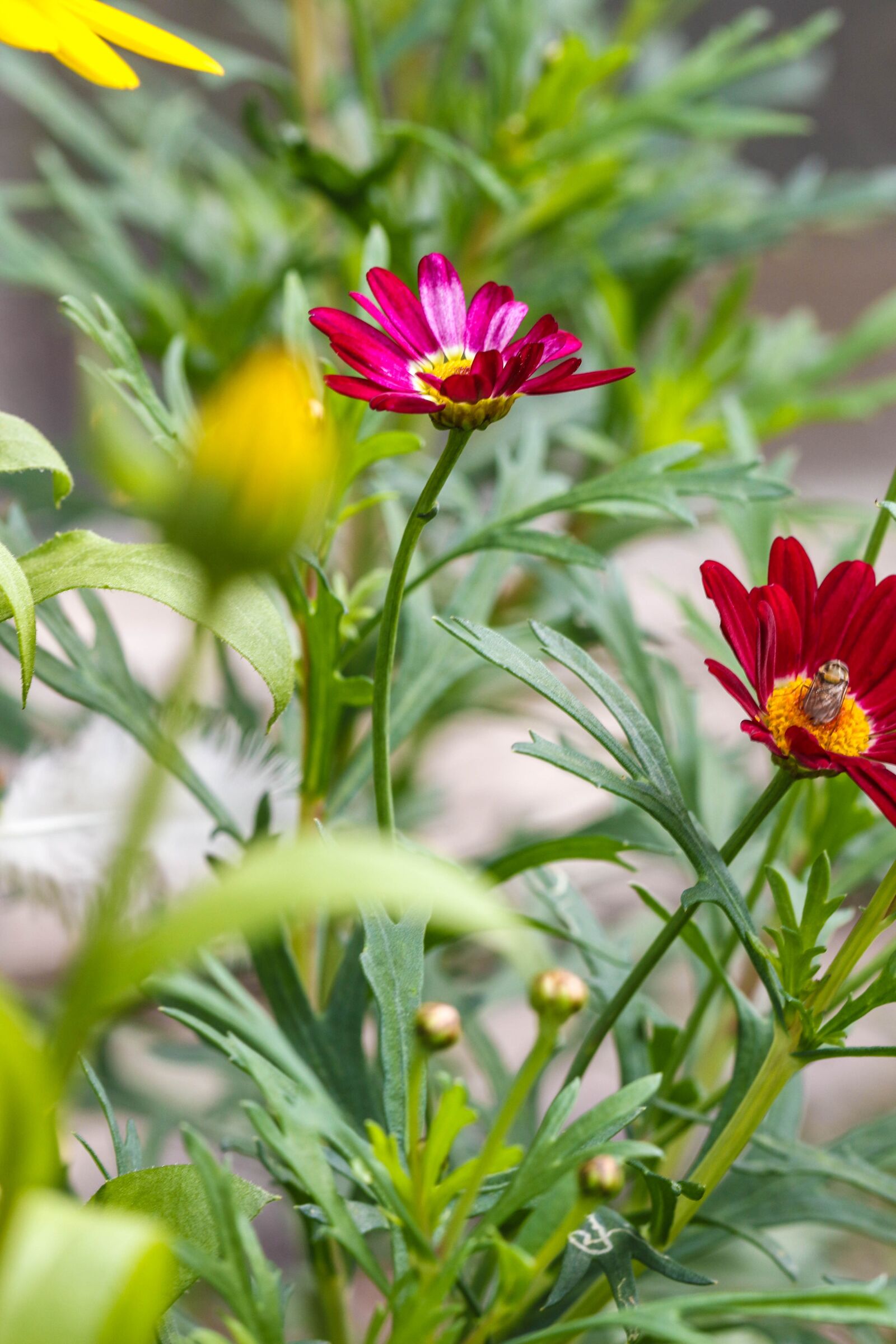 Canon EOS 7D Mark II sample photo. Flowers, garden flowers, macro photography