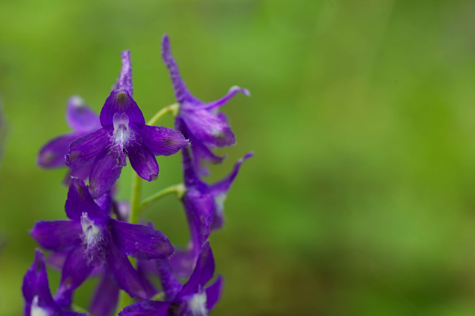 Canon EOS 5D Mark II sample photo. Purple, petals, palmately, lobed photography