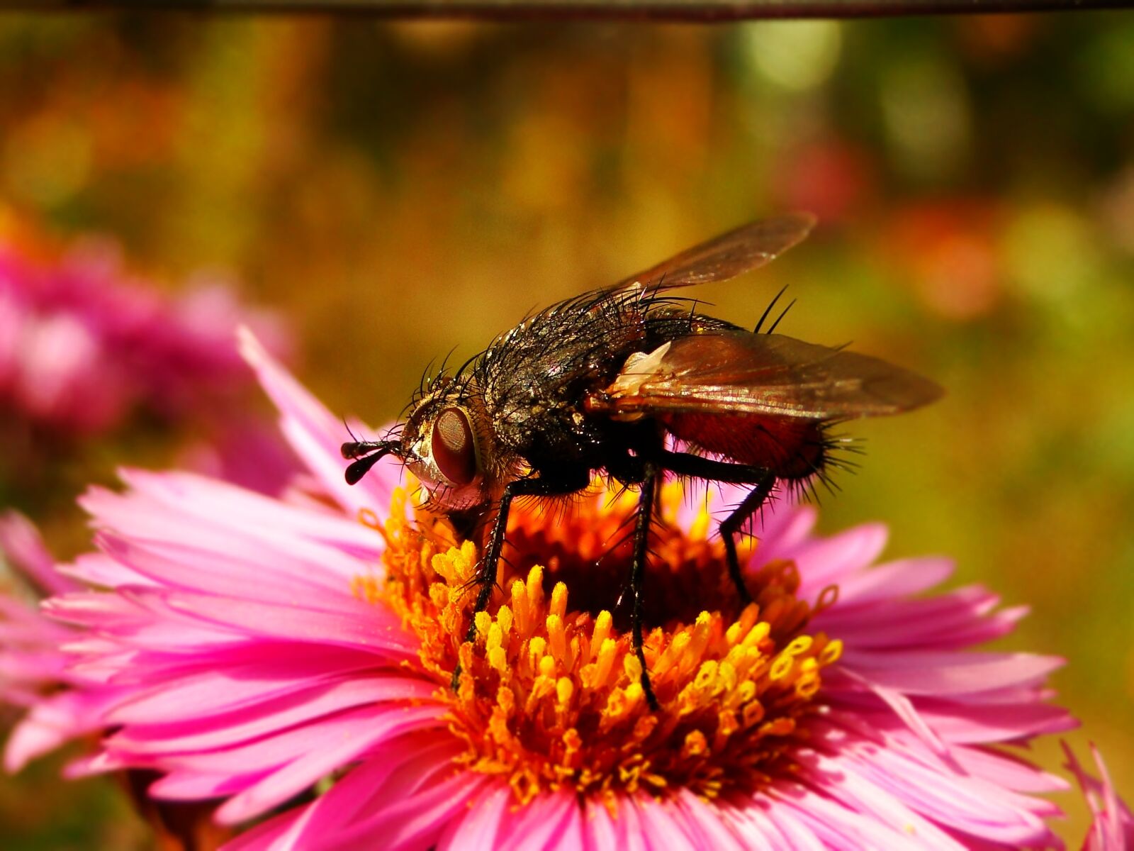 Sony Cyber-shot DSC-HX1 sample photo. Insect, nature, flower photography